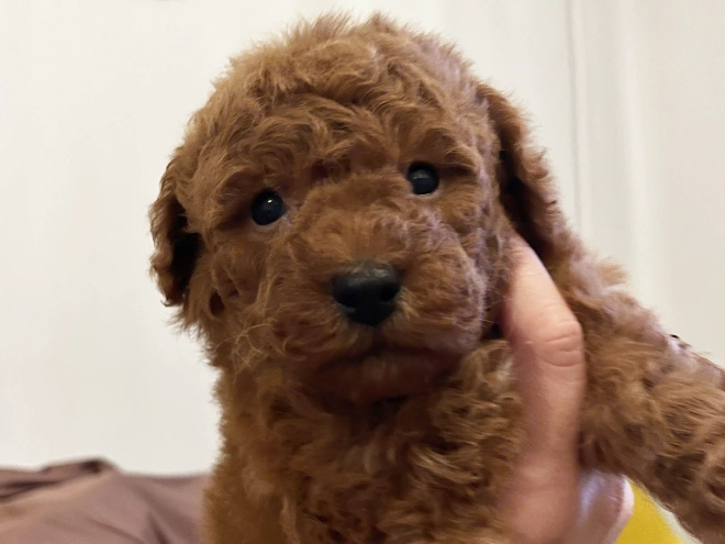 Toy Poodle puppy for sale
