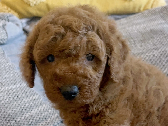 Toy Poodle puppy for sale