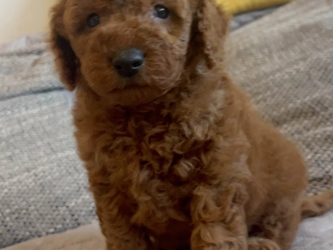 Toy Poodle puppy for sale