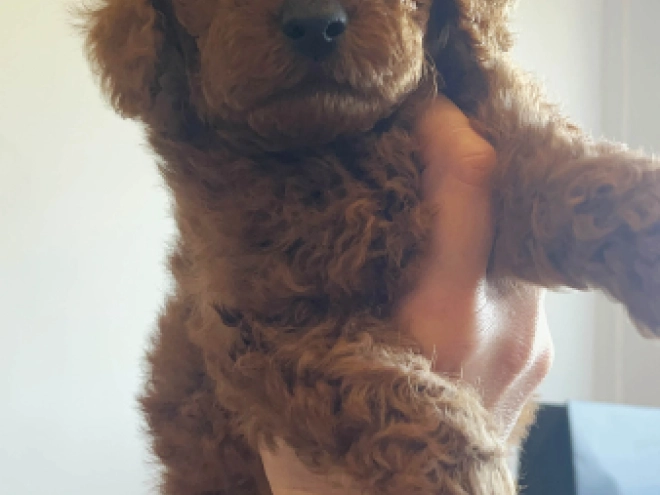 Toy Poodle puppy for sale