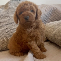 Bo-Diddley, red Toy Poodle for sale