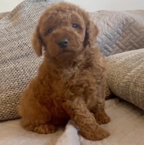 Toy Poodle puppy for sale