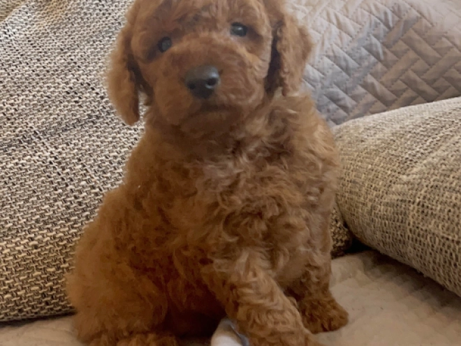 Toy Poodle puppy for sale