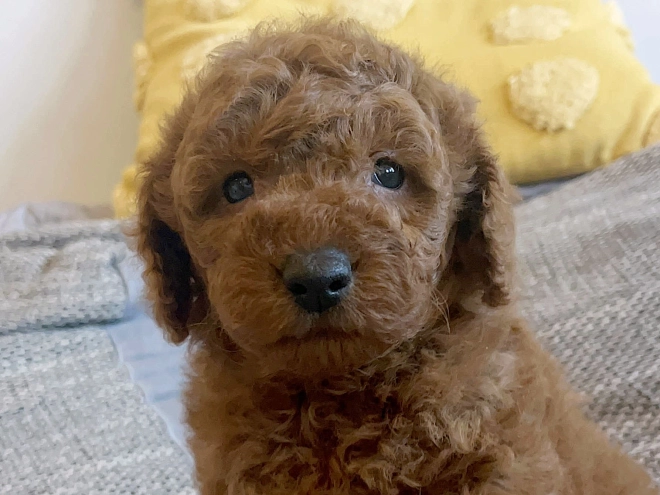 Toy Poodle puppy for sale