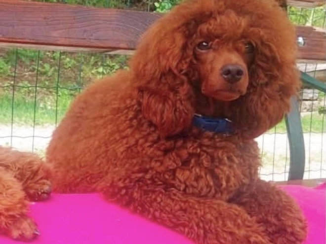 Toy Poodle puppy for sale