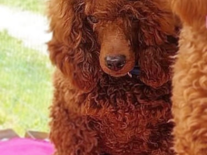 Toy Poodle puppy for sale