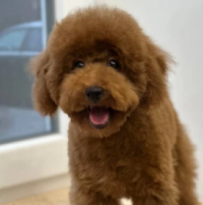 Toy Poodle puppy for sale