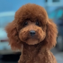 Toy Poodle puppy for sale