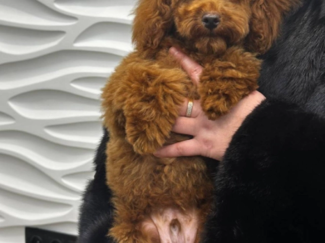Toy Poodle puppy for sale