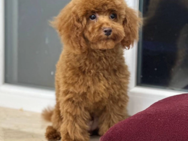 Toy Poodle puppy for sale
