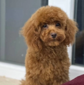 Toy Poodle puppy for sale