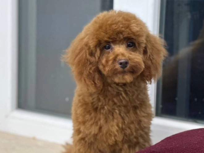 Toy Poodle puppy for sale