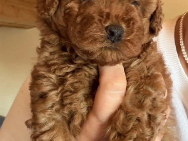 Toy Poodle puppy for sale