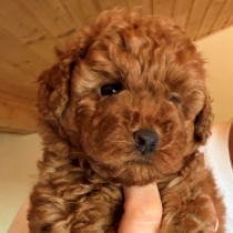 Spectra, red Toy Poodle for sale