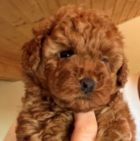 Toy Poodle puppy for sale