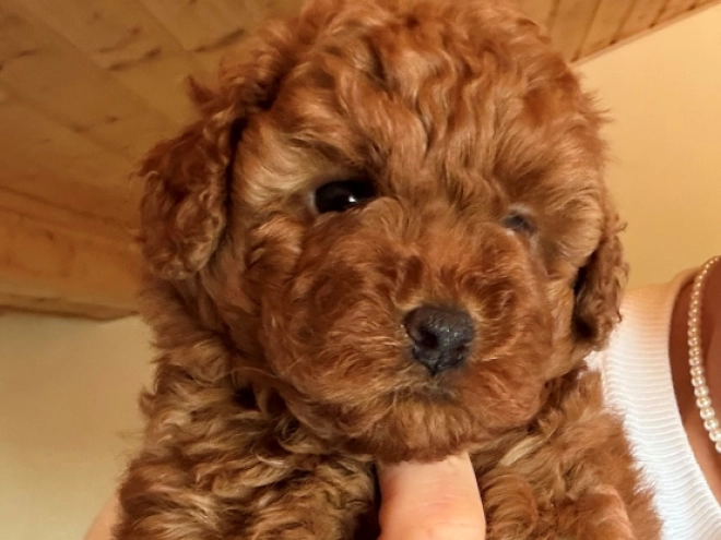 Toy Poodle puppy for sale