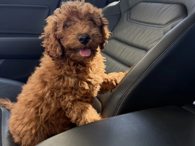 Toy Poodle puppy for sale