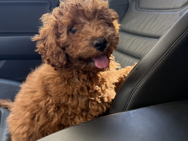 Toy Poodle puppy for sale