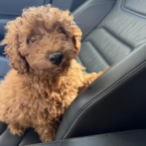 Bo-Diddley, red Toy Poodle for sale