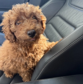 Toy Poodle puppy for sale