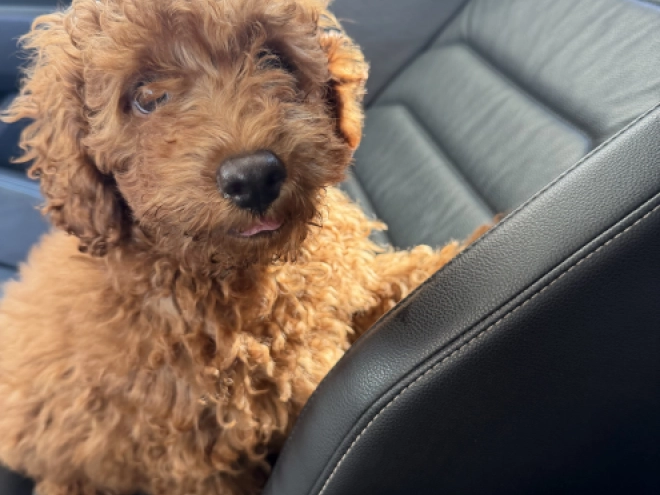 Toy Poodle puppy for sale