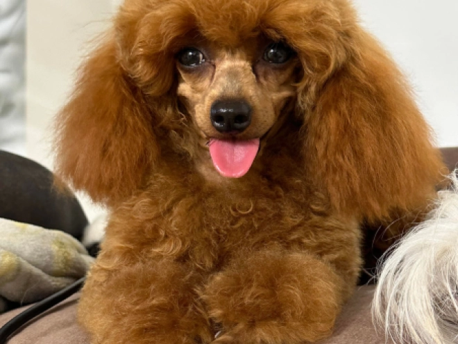 Toy Poodle puppy for sale