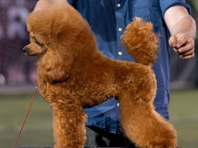Toy Poodle puppy for sale