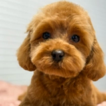 Perros Caniche Toy en venta