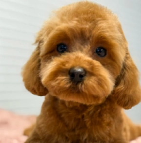 Toy Poodle puppy for sale