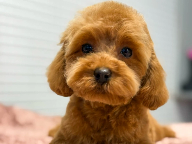 Toy Poodle puppy for sale