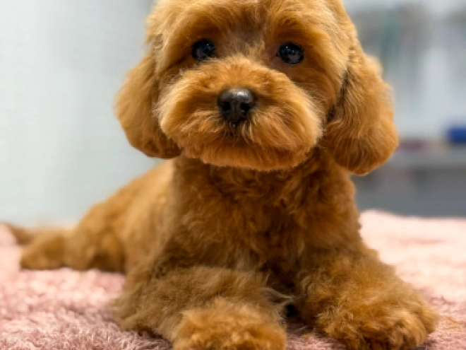 Toy Poodle puppy for sale