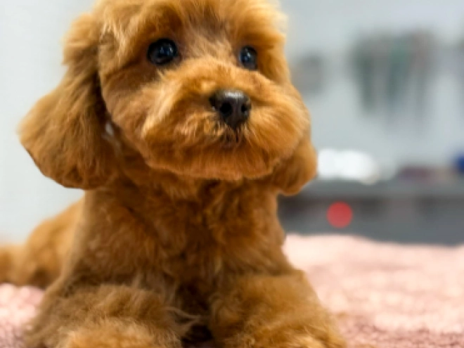 Toy Poodle puppy for sale