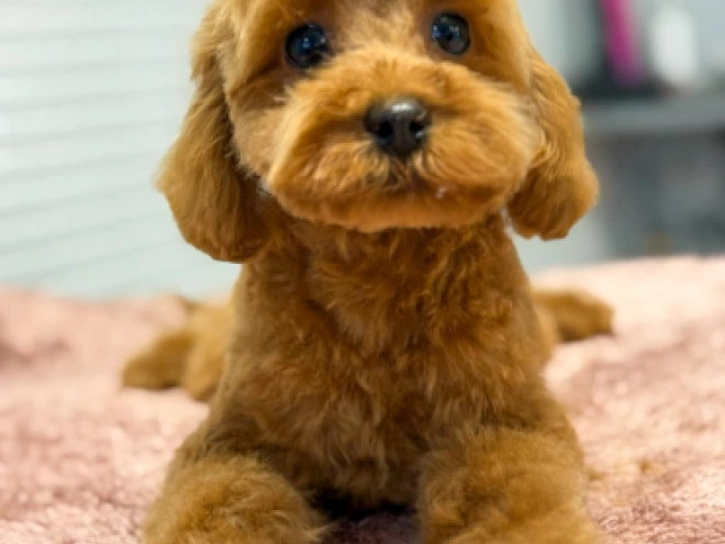 Toy Poodle puppy for sale