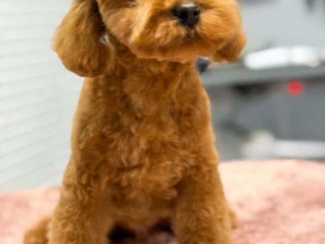 Toy Poodle puppy for sale
