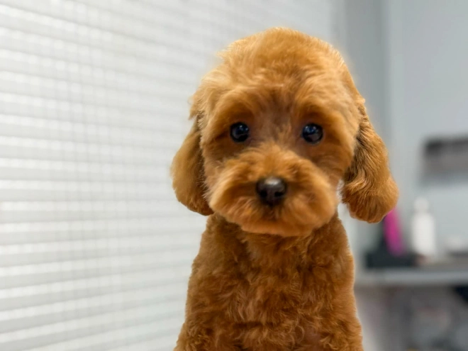 Toy Poodle puppy for sale