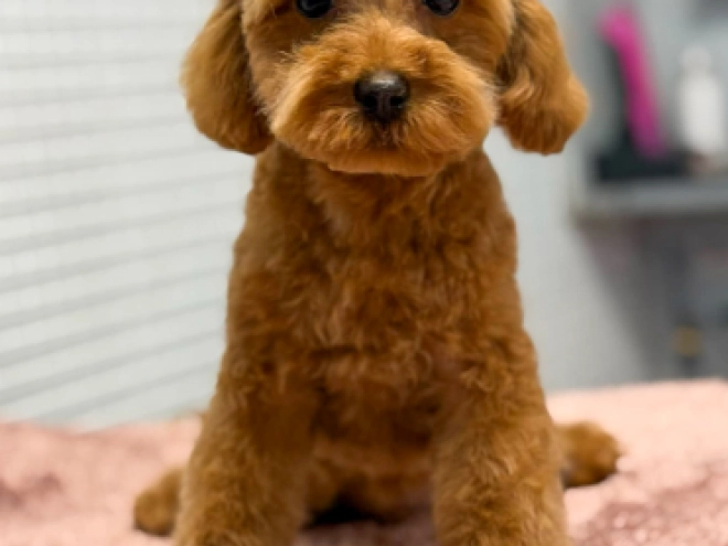 Toy Poodle puppy for sale
