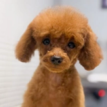 T-Rex – teacup size, red Toy Poodle for sale