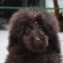 Flynn, choco Toy Poodle for sale