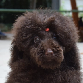 Toy Poodle puppy for sale