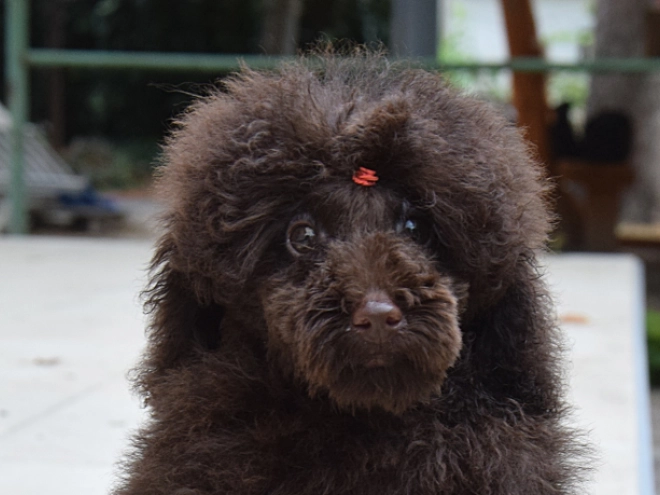 Perros Caniche Toy en venta