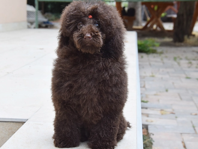 Perros Caniche Toy en venta