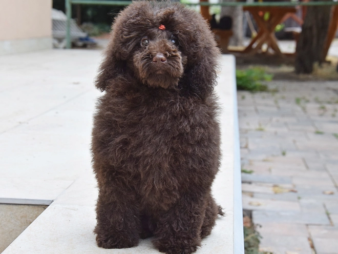 Perros Caniche Toy en venta