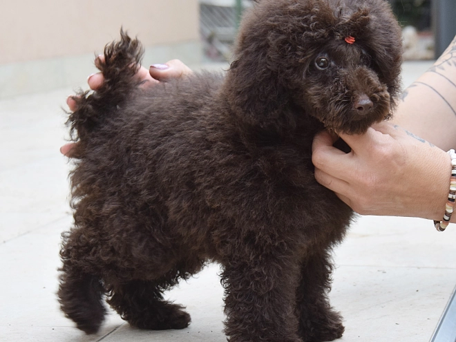 Perros Caniche Toy en venta