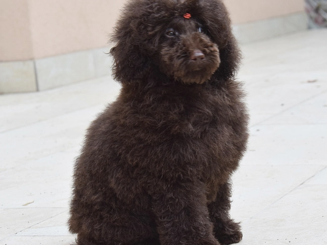 Perros Caniche Toy en venta