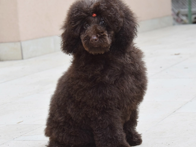 Perros Caniche Toy en venta