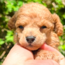 Atom, red Toy Poodle for sale