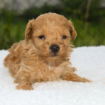 Toy Poodle puppy for sale