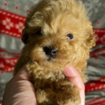 Mickey, red Toy Poodle for sale