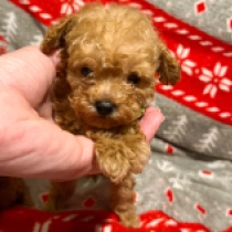 Mini, red Toy Poodle for sale