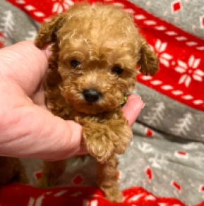 Perros Caniche Toy en venta